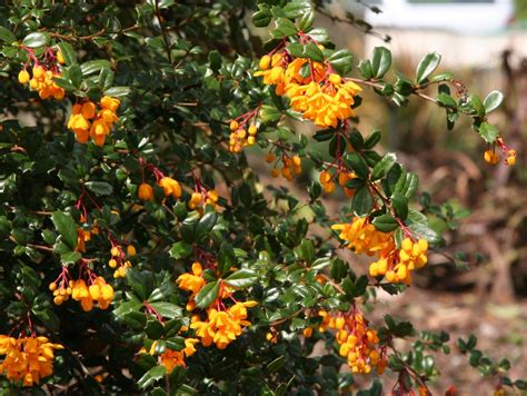 Berberis darwinii - Riverside Garden Centre