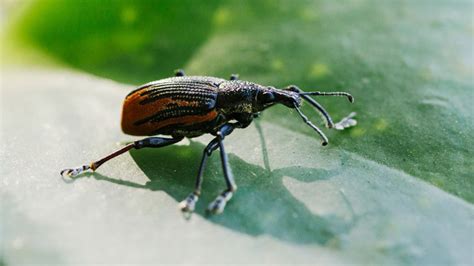 How To Get Rid Of Weevils And Keep Them Out Of Your Pantry