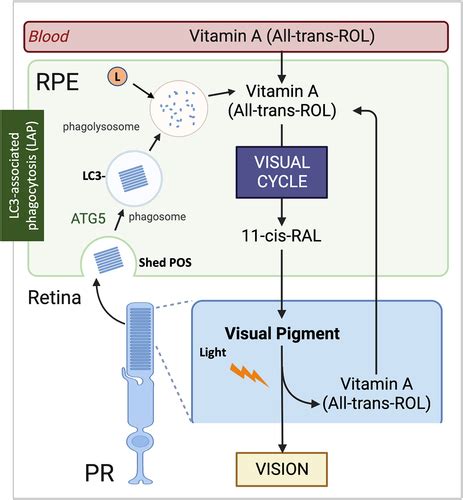 Full Article Autophagy In The Eye From Physiology To Pathophysiology