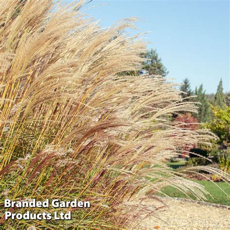 Miscanthus Sinensis Cute One Suttons Suttons