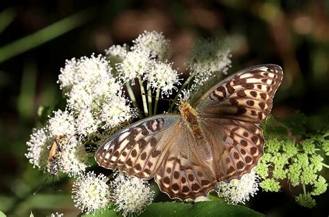 Argynnis Paphia Rimvydas Kinduris Flickr