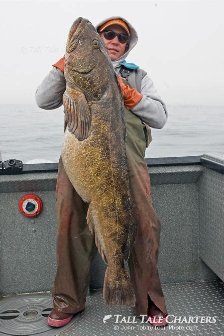 Huge Alaska Lingcod Fishing