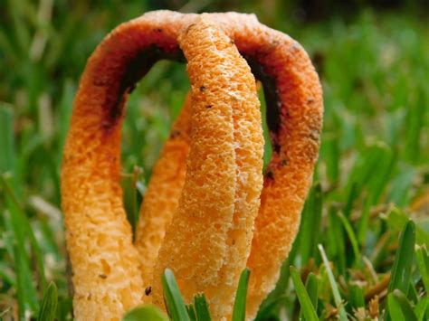 Column Stinkhorn Local Fungi Of Nwfl Inaturalist