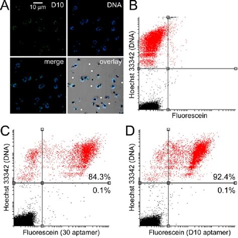 Comparison Of The Targeting To Prbcs Of D10 And A Previously Described