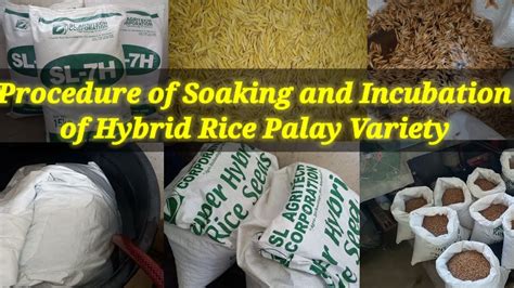 MGA PAMAMARAAN AT TAMANG PAGBABABAD PAGKUKULOB NG HYBRID RICE PALAY