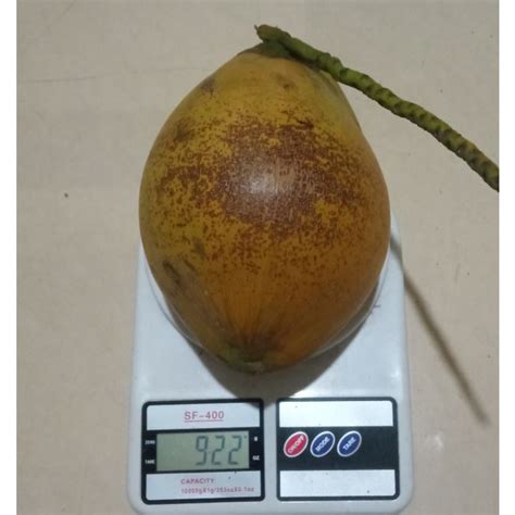 Jual Buah Kelapa Kopyor 100 Asli Pati Jateng Kelapa Kopyor Ukuran