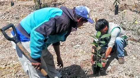 Vraem Devida Y La Municipalidad De Tambo Entregan 9200 Plantones De