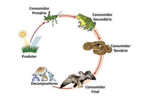 Qual Animal Está No Topo Da Cadeia Alimentar - Exemplos De Cadeia Alimentar De Herbivoros Pirâmide Da Cadeia