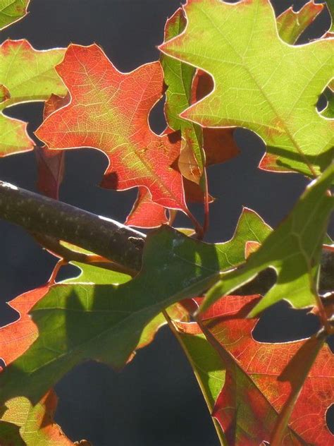 Texas Red Oak Plant Leaves Foliage Backyard