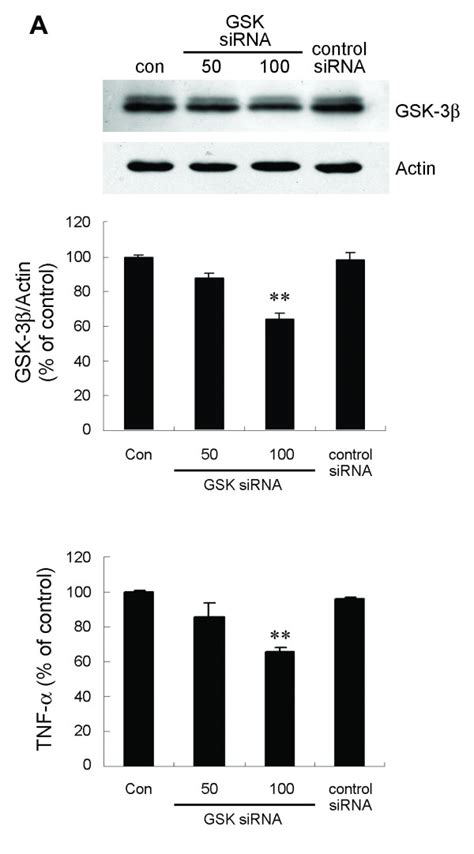 Sirna Targeting Of Gsk Inhibits Tnf Production By Lps Stimulated