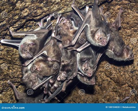 The Colony Of Common Vampire Bats Stock Photo Image Of Batsm Eyes