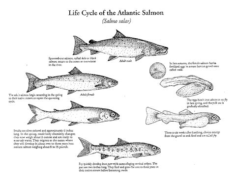 Salmon Life Cycle 3-Part Cards With Objects - Worksheets Library