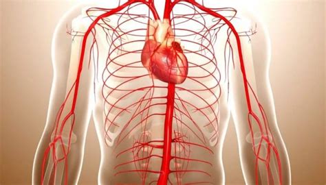 Sistemul Circulator Cardiovascular Pagina De Nursing