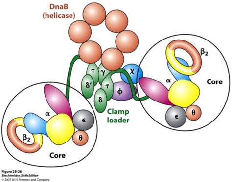 Biochem Exam 2 Pt 1 Davie DNA Replication Repair Recombination