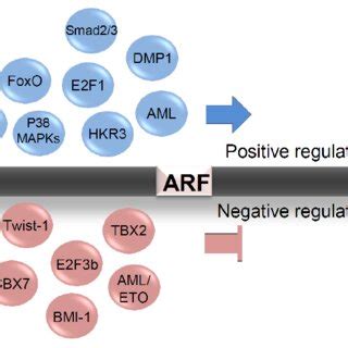 Transcriptional Regulation Of Arf Positive And Negative Regulators Of