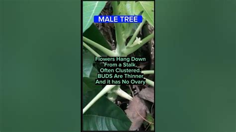 How To Tell The Difference Between Male And Female Papayapawpaw Trees