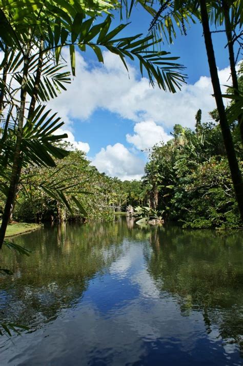 Fotos gratis árbol naturaleza planta hoja lago río volador