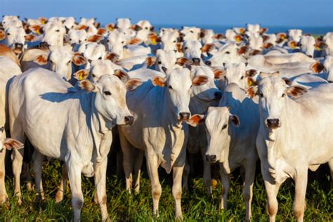 Cooasavi Cooperativa Agropecuaria Mista de São Vicente de Minas