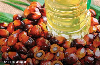 Palm Oil Production Down 13 2 In 2016 On After Effects Of El Nino