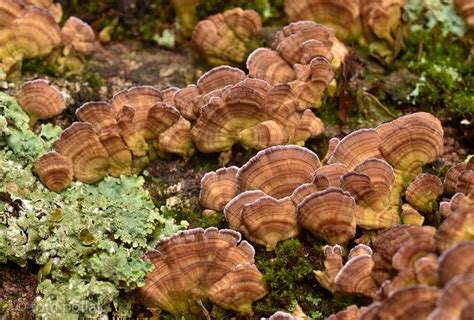 Mushrooms Vermont Photographer Tom Pollak Tealcity Photography