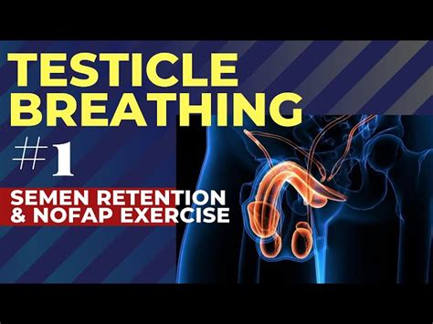 Testicle Breathing 1 Semen Retention And Nofap Exercise Cool Draw