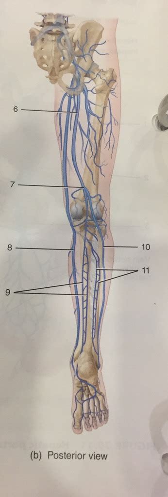 11 Veins Of The Right Lower Limb Posterior View Diagram Quizlet