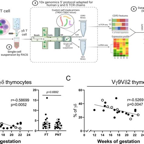 Experimental Approach A T Cells Were Sorted From Human Fetal And