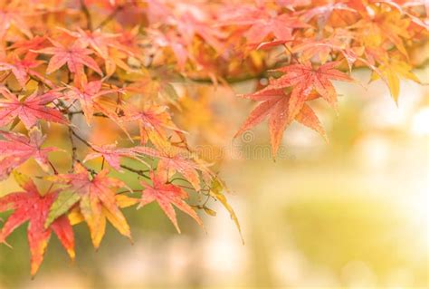 Autumn Colors By Japanese Maple Tree Iroha Momiji Leaves On A Blurry