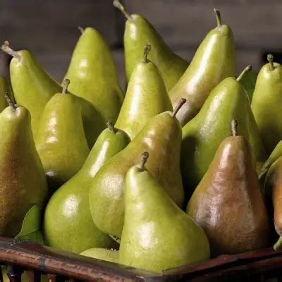 Груша Конкорд (саженцы, двухлетние) купить по цене 250 грн. в Украине ...