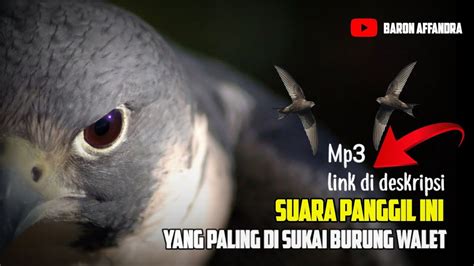 Suara Panggil Burung Walet Berkualitas Tinggi Yang Direkamkan Secara