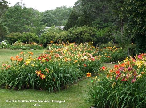 13 best Daylily Garden images on Pinterest | Daylily garden, Flower ...