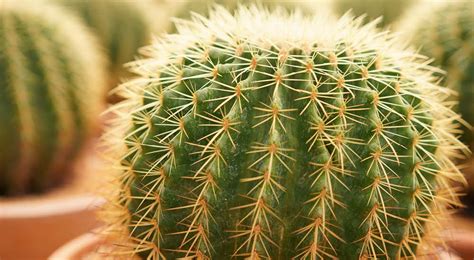 Cacti - Haskins Garden Centres