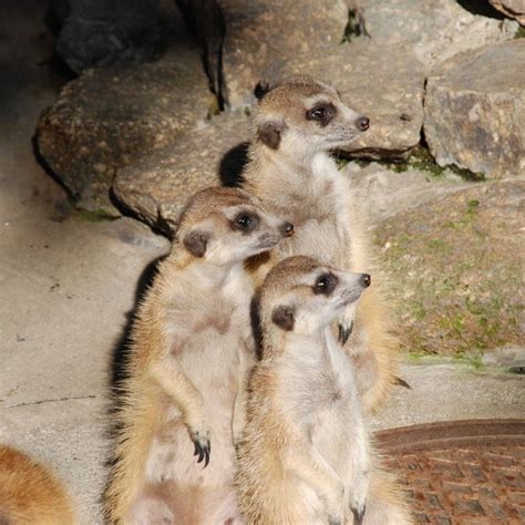 千葉県市川市・動植物園・ミーアキャット 動物 無料写真素材 あみラボ