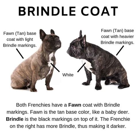 What Colors Do French Bulldogs Come In Plus Image Guide