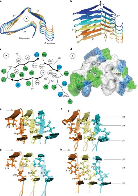 D Structure Of Endorphin Amyloid Protofibrils A B Top A And Side