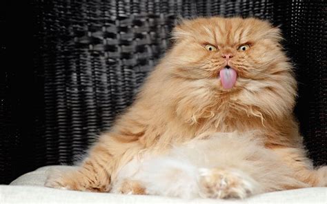 Angry Cat Meet The Moody Monster Moggy In Pictures