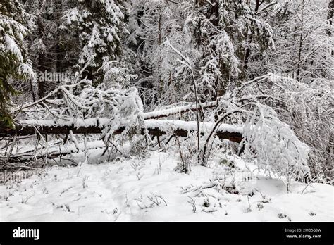 Bialowieza Forest, winter, Poland Stock Photo - Alamy