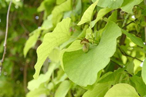 Dutchmans Pipe Vines Plant Care And Growing Guide