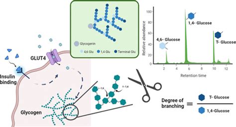 Analysis Of Cell Glycogen With Quantitation And Determination Of