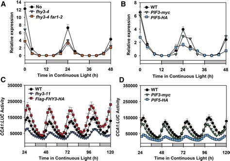 Fhy3 And Far1 Activate And Pif5 Represses The Rhythmic Expression Of