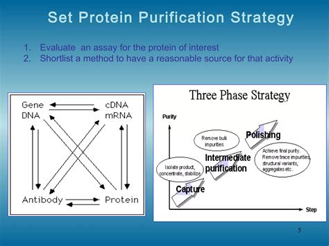 Protein Purification | PPT