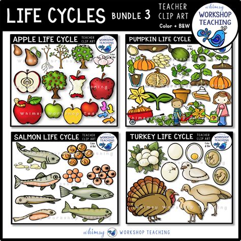 Life Cycles Clip Art Bundle 3 Whimsy Workshop Teaching