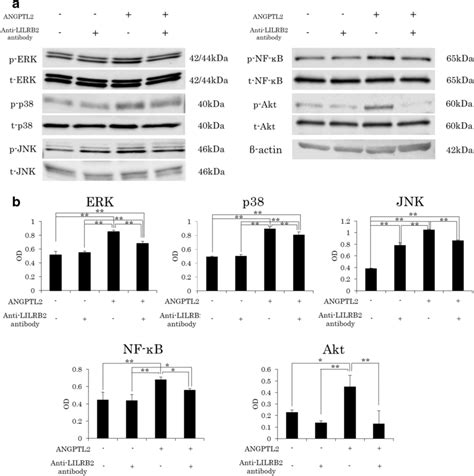 Effect Of Angptl On The Activation Of Phosphorylated Mapks Nf B And