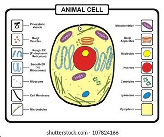 Vector Animal Cell Stock Vector (Royalty Free) 107824166 | Shutterstock