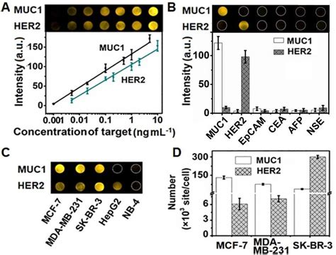 A Ecl Image And Calibration Curves For Detection Of Muc And Her