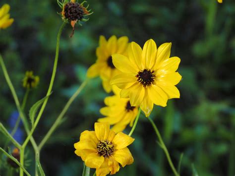 Native American Medicinal Plants Lunch & Learn Workshop | Audubon ...