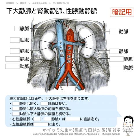 下大静脈と腎動静脈、性腺動静脈 徹底的解剖学（かずひろ先生 解剖学）