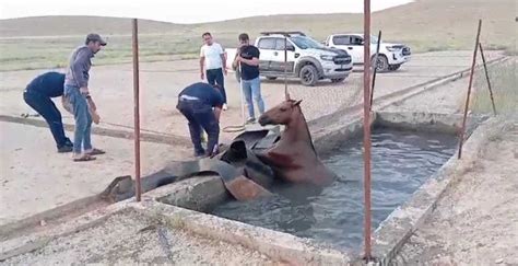 Batman da atık petrol kuyusuna düşen atı itfaiye kurtardı