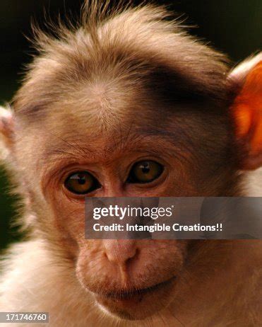 Rhesus Monkey High-Res Stock Photo - Getty Images