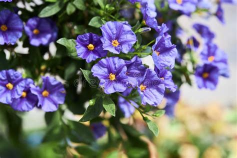 Lycianthes Rantonnetii Decorative Plant The Blue Potato Bush Or